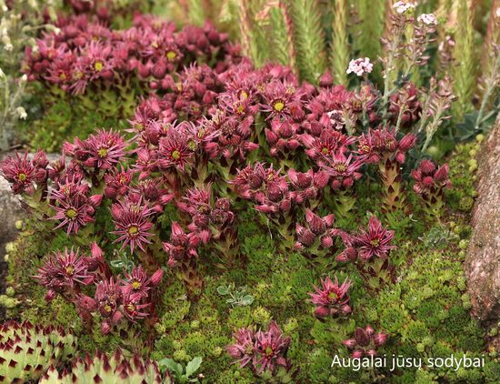 Šilropė (Sempervivum) nr.16